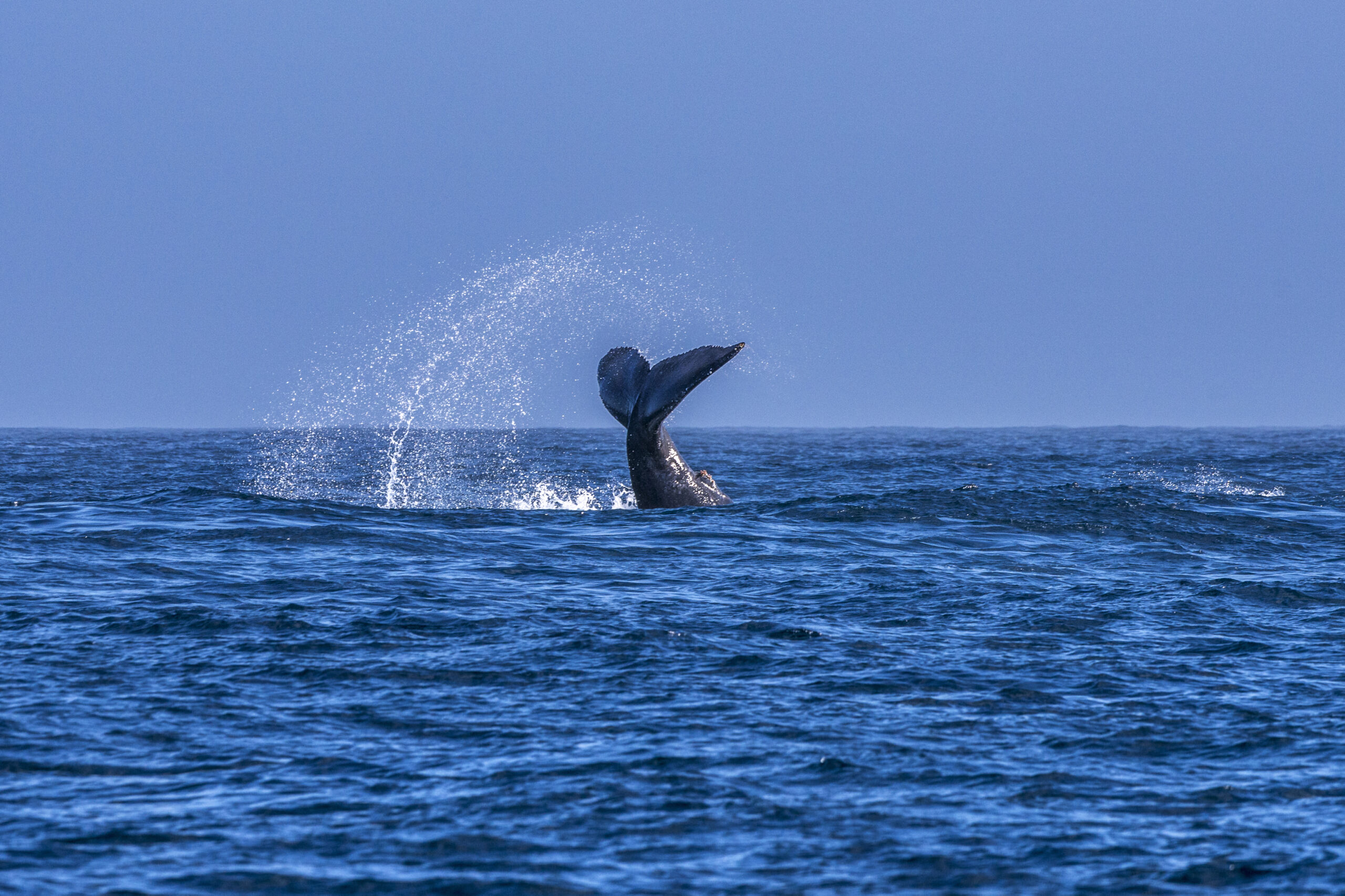 Foto feita para o projeto Amigos da Jubarte.