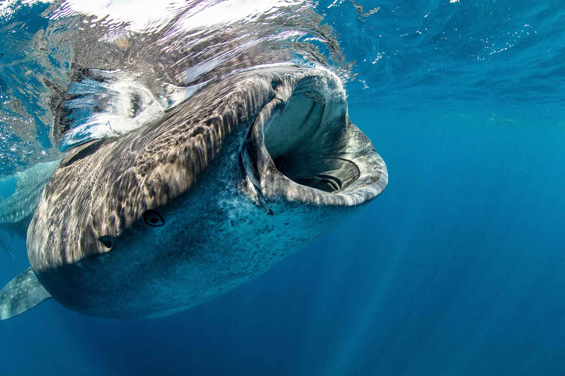 whale shark rhincodon typus encounters isla muj 2022 03 04 02 17 29 utc.jpg
